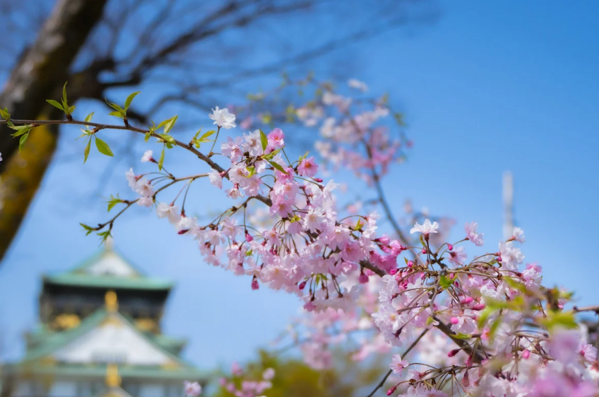 Cherry blossom branches with pink flowers against a blue sky and a traditional Japanese building in the background.　Osaka cherry blossoms