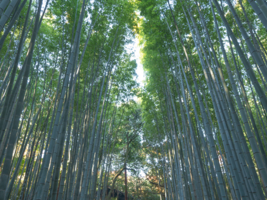 A dense bamboo grove with tall, slender trunks and bright green leaves in Kyoto, creating a tunnel-like canopy bathed in soft sunlight.