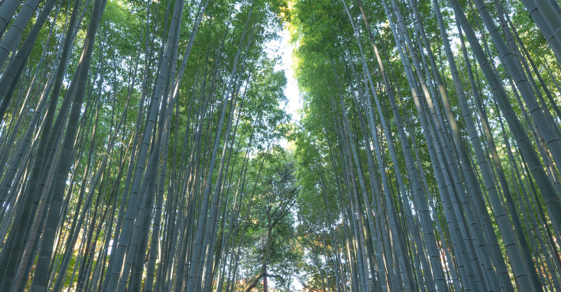 A dense bamboo grove with tall, slender trunks and bright green leaves in Kyoto, creating a tunnel-like canopy bathed in soft sunlight.