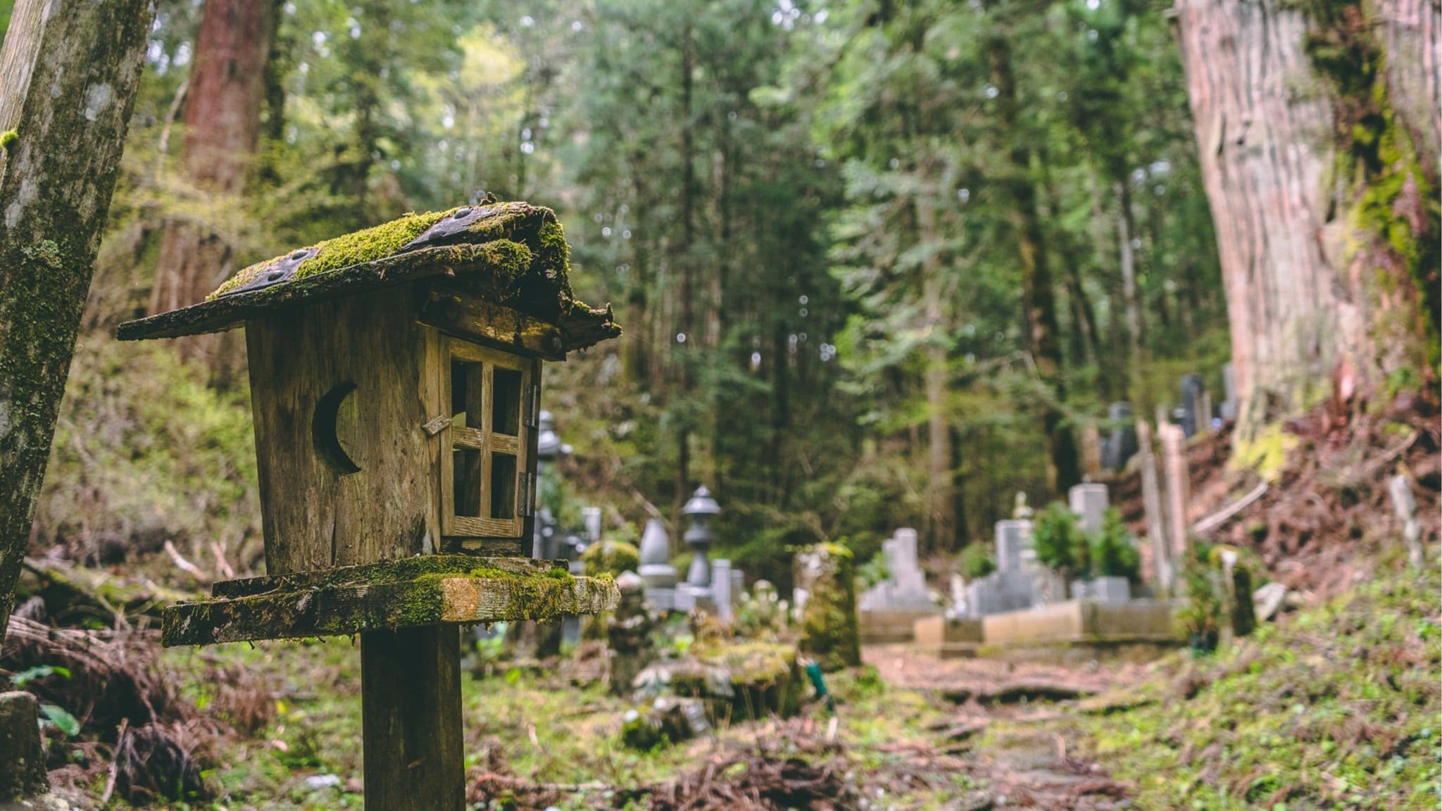 Wooden birdhouse with a moss-covered roof situated in a forested area with gravestones in the background.