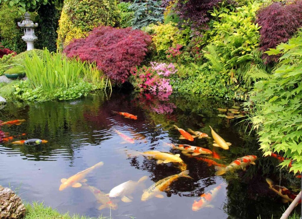 A garden pond with colorful koi fish swimming, surrounded by lush green plants, small shrubs, and vibrant red and pink bushes—a serene scene reminiscent of a Day Trip to Himeji, Hyogo, with a stone lantern visible in the background.