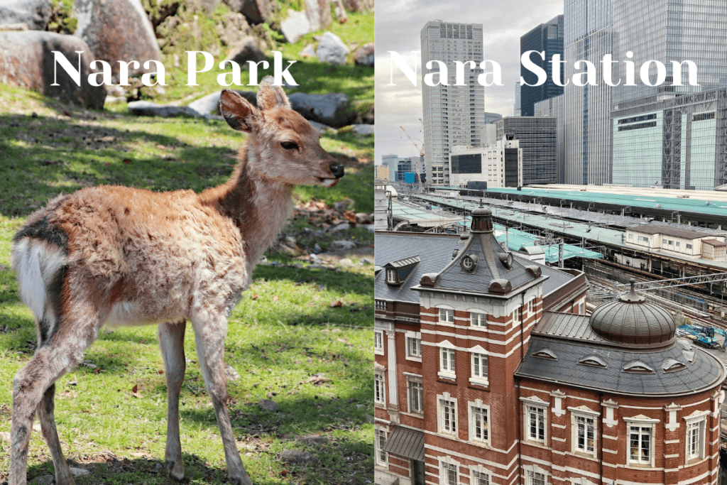 Find Affordable Hotels 3 Best places to stay in Nara